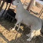 خروف فحل حري