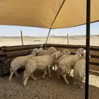غنم حريات العدد8