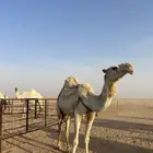 للبيع خلفة وضحا بكر