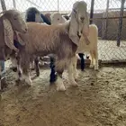 تيوس بلدية شحم ولحم شمال الرياض