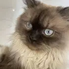 قط هملايا