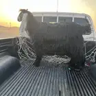 عنز حايل ثنيه شرط بريه.
