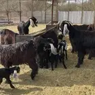 معزا ( تم البيع )