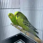 أزواج بادجي