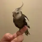 طير كروان هولندي