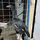 للبيع دجاجه باكستانيه سنديه