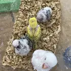 4فروخ بادجي  دم إنجليزي