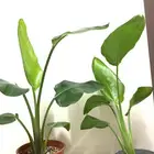 نباتات داخلية طبيعية