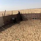 تيس ثني للبيع