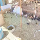 صيصان مشكل العمر ثلاث شهور
