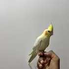 بغبغان كرمال