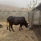 بقره جرسيه مقرب