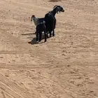 معزاء متابيع