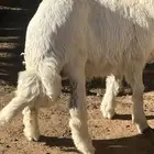 طلي عمر 6اسهر فل شحم