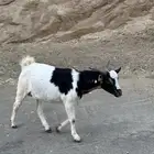 السلام وعليكم