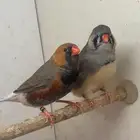 للبيع حضيرة زيبرا عدد 18 زوج حجم فوق الوسط