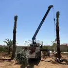 نخل مثمر عربي