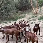 خبيش وشح دهم تأسيس مراح 11