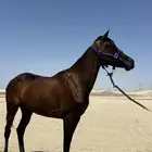 فرس شعبيه