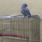 دره هولندي أنثى متكلمه
