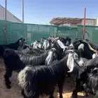 معزا عوارض