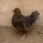 دجاجه عربي تراث