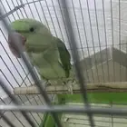 ببغاء نبيالي