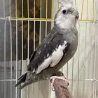 عرض لعيونكم كروان منتج