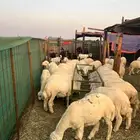 غنم حريات من 4 الي 5 شهور