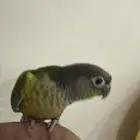 كنيور اليف