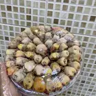 شحيمي بواجي دخل طازج