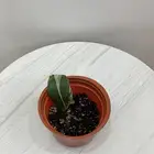 نباتات