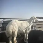 طلي للبيع