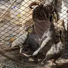 قهد او عقيب