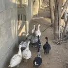 بط بكيني