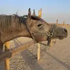 حصان شعبي عربي