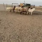 نعيم وحريات حيل