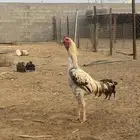 ديك شامو