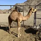 للبيع بكره بنت سراب بن زيتون الصغير