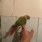 طير كنيور انناس