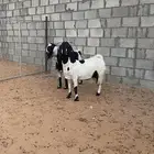 معزا مشروكه دفيع