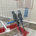 زوج البادجي ديور الحب