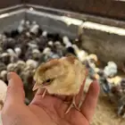 صيصان مشكل