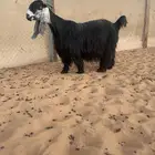 عرض عنز عارضيه فاخره دافع