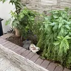 ارنبين للبيع