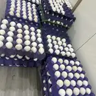 بيض بلدي مخصب شرط