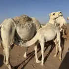 ناقه خلفه معها بكره رمانيه ديدها ثليث نحلبها وترضع بكرتها