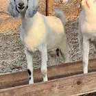 جفرات مزاين دفيع