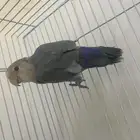 ذكر روز