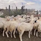 رخال رفيدي من 750